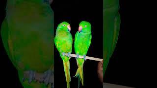 Subscribe plzparrotcockatielplayingwithmirrortalking porrot cute shortvideo viralvideo birds [upl. by Acinnad]