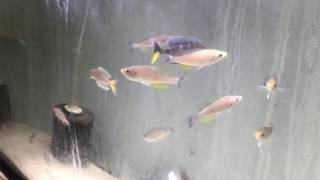 Cyprichromis speckleback Tembwe WILD [upl. by Candace]