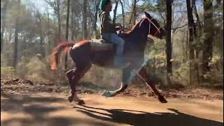 Big Tangie 4 year old standardbred pacer mare [upl. by Inaboy694]