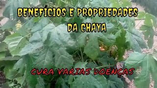 BENEFÍCIOS E PROPRIEDADE DA PLANTA CHAYA [upl. by Abernon]