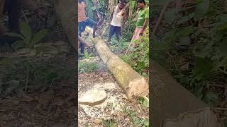 big tree cutting skill [upl. by Xenia]