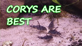 Corydoras Are the Best Fish for Your Aquarium  Heres Why [upl. by Higgins783]