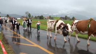 Emmentalisches Schwingfest in Heimenschwand Alpaufzug [upl. by Mrots320]