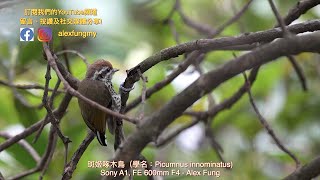 【攝影教學 214】斑姬啄木鳥（學名：Picumnus innominatus  Alex Fung FRPS GMPSA EFIAPp [upl. by Grosvenor]