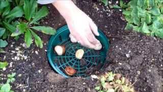 How to use bulb planting trays [upl. by Etnoek]