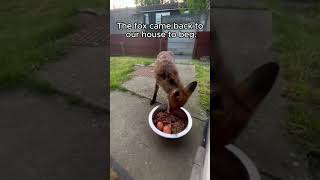 Rescue a fox and something unexpected happens rescue rescueanimals animalsofyoutube animal fox [upl. by Oigile381]