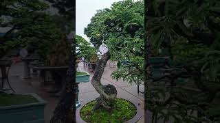 Tamarind Bonsai beautiful 2024 bonsai bonsaitree caycanh [upl. by Lathrope]