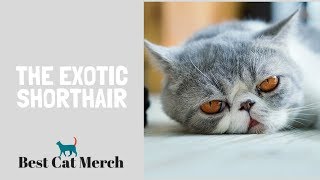 Exotic Shorthair Cats Everything You Need to Know [upl. by Hildegard428]