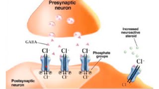 The role of Gammaaminobutyric acid GABA inhibitory neurotransmitter benzodiazepines in tinnitus [upl. by Eidnew949]