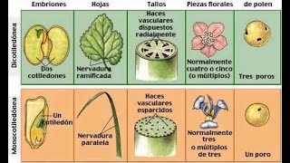 Diferencias entre monocotiledóneas y dicotiledóneas [upl. by Dorkus]