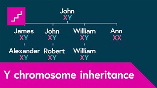 How is the Y chromosome passed down by males through the generations [upl. by Gilbertine547]