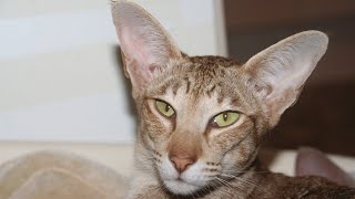 Why Are Oriental Shorthair Cats So Special 🌟😺 [upl. by Essyle]