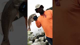 Catching monster reds under bridge from shore in Florida fishing florida redfish shortsvideo [upl. by Tillfourd802]