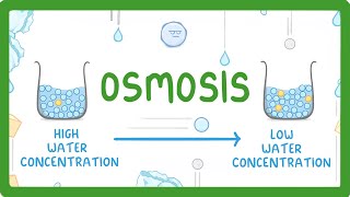 GCSE Biology  Osmosis 8 [upl. by Saito]