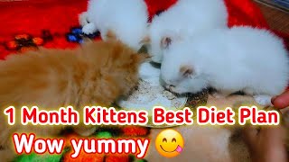 Kitten diet plan  kitten ko food kab dena chahiye  how much feed to your young kitten  best food [upl. by Eelarol201]