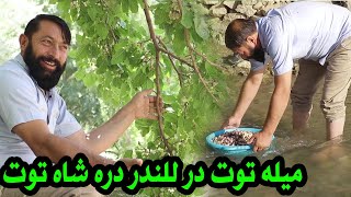 Zamir Kabuli Toot Picnic In Lalandar  میله توت در للندر دره شاه توت با ضمیر کابلی [upl. by Marisa]