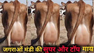 पशु मंडी जगराओं 2352022 Most Cheapest Cows Market In Jagraon mandi Jersy HF jbs dairy farming [upl. by Noonberg]