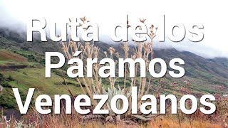 Ruta de Los Páramos Venezolanos  Tierra de Gracia [upl. by Nedyaj]