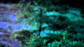 Sound of churring Nightjar Holt Norfolk [upl. by Nyvets]