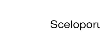 How to pronounce Sceloporus [upl. by Anaidni]