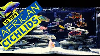 Top 10 African Cichlid Tank Essentials Every Aquarist Needs [upl. by Akimal]