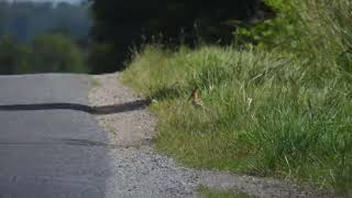 Hop Eurasian Hoopoe Upupa epops [upl. by Helyn]