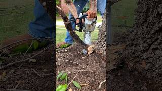 Removing Girdling Root constricting tree treemaintenance treecare treetrimming treework trees [upl. by Riley604]