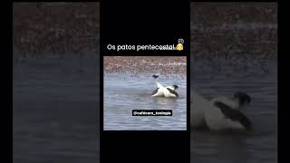 Os animais pentecostais extraordinários viralvideo [upl. by Airdni19]