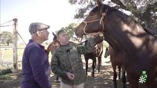 TodoCaballo  La cuna del hispanoárabe y el trabajo en la yeguada militar [upl. by Oirottiv504]