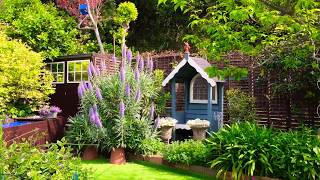 Echium Candicans  Pride of Madeira [upl. by Ulrika]