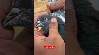 گھر کے پانچ نمبر فیروزپوری نر کا شوق ۔ ferozpuri pigeons [upl. by Baudin]