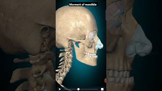 Movment of mandible bone shortsvideo anatomy [upl. by Osric857]