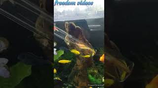 when tetra fish and cichlid fish together  so what happened [upl. by Volin]