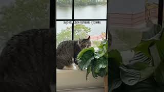 Clumsy little kitten 🐈‍⬛ foryou cat cute funny animals love shortvideo [upl. by Edmund851]