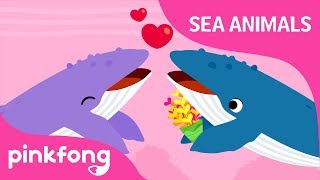 Singer Whale  Sea Animals Song  Learn Animals  Pinkfong Songs for Children [upl. by Adnouqal]