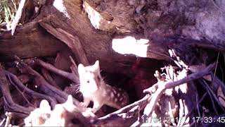 What was that noise  Eastern quolls of Mulligans Flat [upl. by Worl]