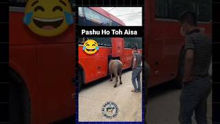 Try not to laugh 🤣🤣🤣 pashu cow pets china tour cattle animals viralvideo trending shorts [upl. by Tobit640]