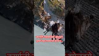 Karnali Pul ma …shortsfeed shorts karnalibridge [upl. by Eirdua761]