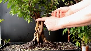 Ficus benjamina Bonsai Jan 2017 [upl. by Screens]