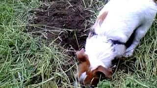 mon chien en trein de creuse pour chercher les taupes [upl. by Eemiaj]