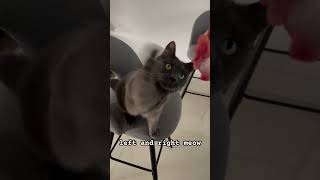 left and right meow cats catshorts catsofyoutube [upl. by Swords765]