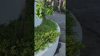 Best 2024 Home Flower Bed Renovation to Keep Street Dogs Out [upl. by Kenwrick]