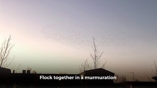 Stunning starling murmuration above Hall Road [upl. by Servetnick594]