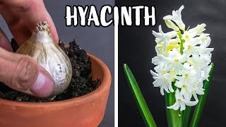 Growing Hyacinth Flower From Bulb Time Lapse 121 Days [upl. by Naesyar]