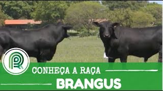 Conheça a raça brangus [upl. by Namlas]