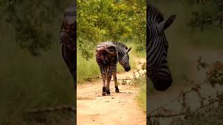 Lion vs leopard hunting zebra [upl. by Tigram664]