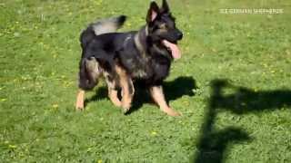 Ciobanesc German cu par lung  German Shepherd with long hair [upl. by Nicolais]