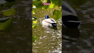 Mallard of Vienna duckbreeds mallardduck naturephotographer natirephotography stadtpark wien [upl. by Imogen131]