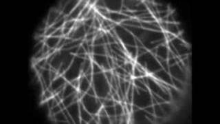 Microtubule Dynamics in Plants [upl. by Clarice]