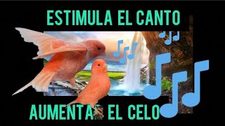 ESTIMULA EL CELO EN TUS CANARIOS CON EL AUDIO DE CANTO DEL CANARIO [upl. by Eelahs330]